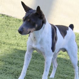 Levi - Rat Terrier