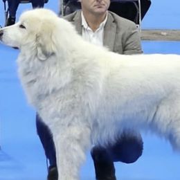 Great Pyrenees from Polar Light Great Pyrenees