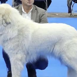 Great Pyrenees from Polar Light Great Pyrenees