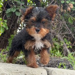 Fiji - Black and tan male Yorkipoo puppy in Clifton, New Jersey from Kdash_yorkies