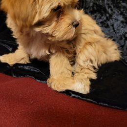 Assorted Doodle Crosses Puppies from Oasis Cotonpoos