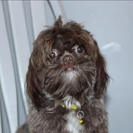 Poppy - Shih Tzu