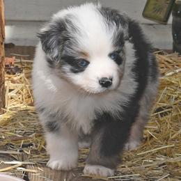 Owen - Blue merle male Miniature Australian Shepherd puppy in Patterson, North Carolina from DreamLine Aussies
