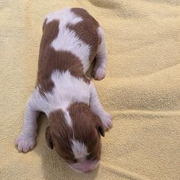 Biscotti - Liver and white male English Springer Spaniel puppy in Florida from Thunderbird Springers