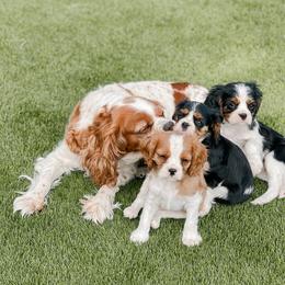 Cavalier King Charles Spaniel and Great Pyrenees Puppies from Windy Pines Ranch
