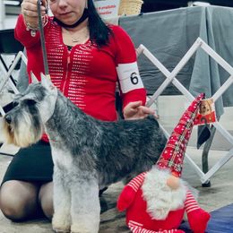 Miniature Schnauzer Puppies from Kani Miniature Schnauzers