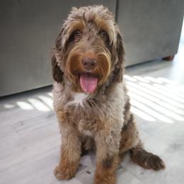 Aussiedoodles, Bernedoodles, and Goldendoodles from Little Golden Farm