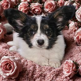 Boy 2 Ronnie - White and black male Papillon puppy in Lineville, Alabama from TimberLane Papillions!