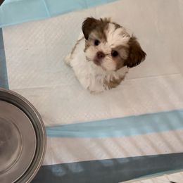 Shih Tzu Puppies from Prescious Shih Tzu’s