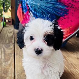 Poodle, Yorkipoo, and Yorkshire Terrier Puppies from Sonshine Yorkies