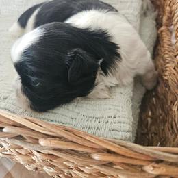 Male 2 - Black and white male Shih Tzu puppy in Riverview, Florida from Dancing Sun Breeding