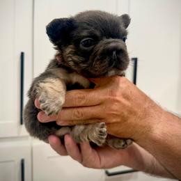 Diva - Tricolors female French Bulldog puppy in San Diego, California from Hlop Frenchies LLC