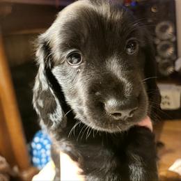 Johnny - Black male Dachshund puppy in Waynesboro, Tennessee from Owl Hollow Farm Miniature Dachshunds