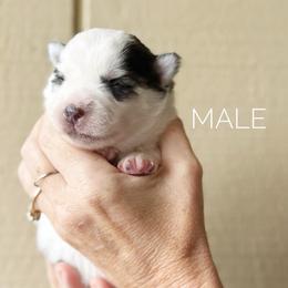 Boy 4 - Black and white male Pomsky puppy in Grass Valley, California from Karalot Pomskies