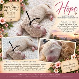Cartwright's Hope Through His Spirit - White female Poodle puppy in Albany, Kentucky from Impressive Cartwright Standards