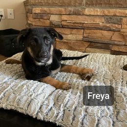 German Shepherd Puppies from Sevilla German Shepherds