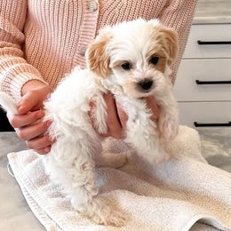 Shihpoos from Havenwood Emotional Support Animals