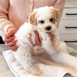 Shihpoos from Havenwood Emotional Support Animals