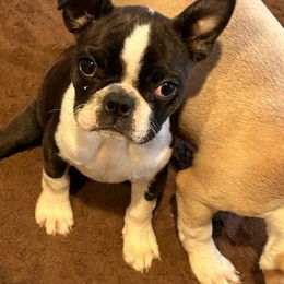 Darla - Boston Terrier