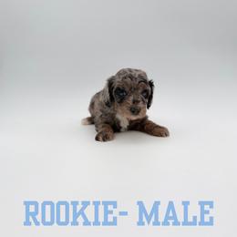 Rookie - Blue merle male Aussiedoodle puppy in West Monroe, Louisiana from Diamond M Poodles and Doodles