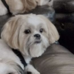 Shih Tzu Puppies from Beverly's Heart Shih Tzu