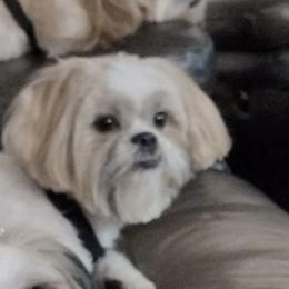 Shih Tzu Puppies from Beverly's Heart Shih Tzu
