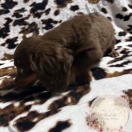 Twix - Chocolate and tan male Dachshund puppy in Lufkin, Texas from CSW Dachshunds