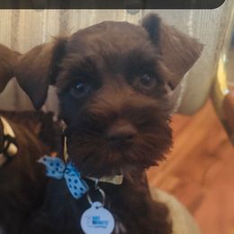 Miniature Schnauzers from Stearns Parti Mini Schnauzer's