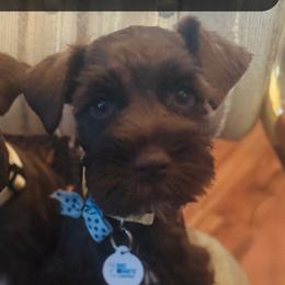 Miniature Schnauzers from Stearns Parti Mini Schnauzer's