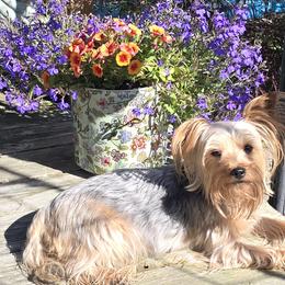Twiggy - Yorkshire Terrier