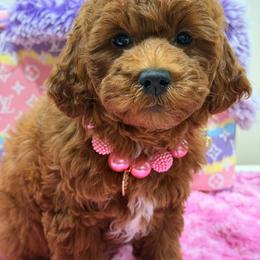 Cavapoo, Goldendoodle, Maltipoo, Morkie, Shihpoo, and Yorkipoo Puppies from Jenny La Bone