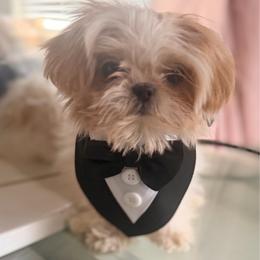 Ozzy - Cream and white male Shih Tzu puppy in Monrovia, California from Sunrise Shihtzu Blossom