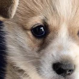Pembroke Welsh Corgis from Wolf Creek Corgis
