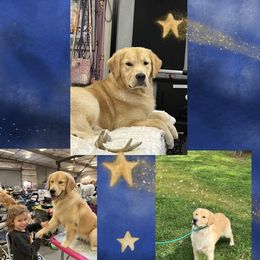 Golden Retriever puppies from Chrysanthos Golden Retrievers