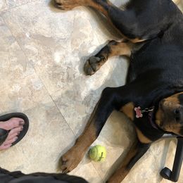 Rottweiler Puppies from Von Haenns Rottweilers