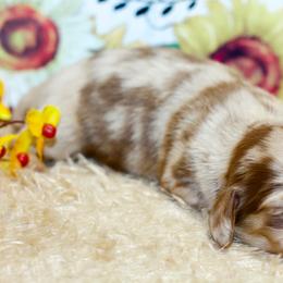 Oaklynn - Dapple female Dachshund puppy in Bellville, Ohio from JK Mini Doxies