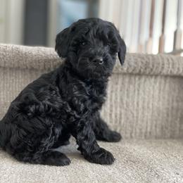 Violet Jr - Black female Yorkipoo puppy in Stafford, Virginia from Morris Doodles Virginia