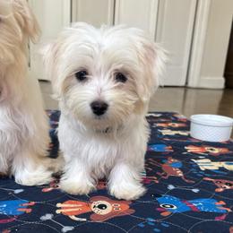Turquoise girl - White female Maltese puppy in Massachusetts from Happy Tail Yorkies and Maltese