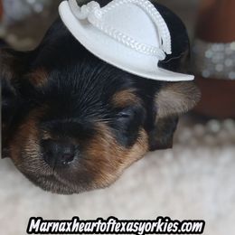 NiAmat - Black and gold male Yorkshire Terrier puppy in Humble, Texas from Marnax Yorkshire Babies