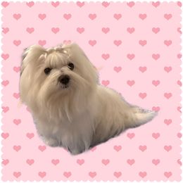 Ashley - Maltese