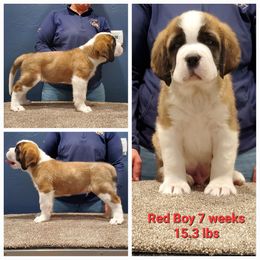 Saint Bernard Puppies from Heart Mountain Saint Bernards