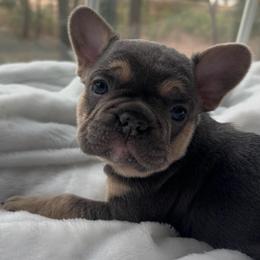 Snowball - Blue male French Bulldog puppy in Salisbury, Maryland from 77 Frenchies Maryland