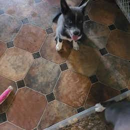 Pomsky Puppies from Ultimate Pomskies LLC