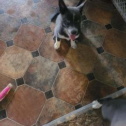 Pomsky Puppies from Ultimate Pomskies LLC