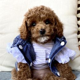 Sicily - Poodle