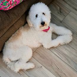 Honey (formerly Lamb) - Parti female Goldendoodle puppy in Humble, Texas from Kel's Tails Poodles & Doodles