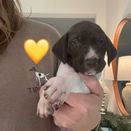 Lainey - Yellow Collar - Liver and white female German Shorthaired Pointer puppy in Conroe, Texas from Tipsy Rabbit GSP TopDog Kennel
