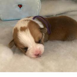 Daisy Girl 5 Purple - Red female Pembroke Welsh Corgi puppy in Shelley, Idaho from Whistling Wind Corgi’s