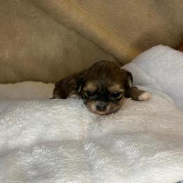 Hope - Black and tan female Shih Tzu puppy in Reading, Michigan from You Little Shih-tzu’s 😊