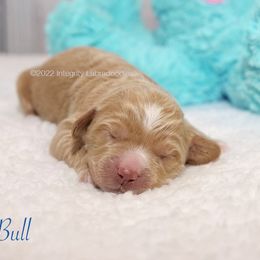 Australian Labradoodle Puppies from Integrity Labradoodles